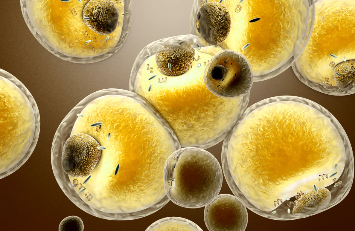 ACGrace - A group of yellow cells on a brown background.