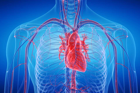 ACGrace - The human heart is shown on a blue background.
