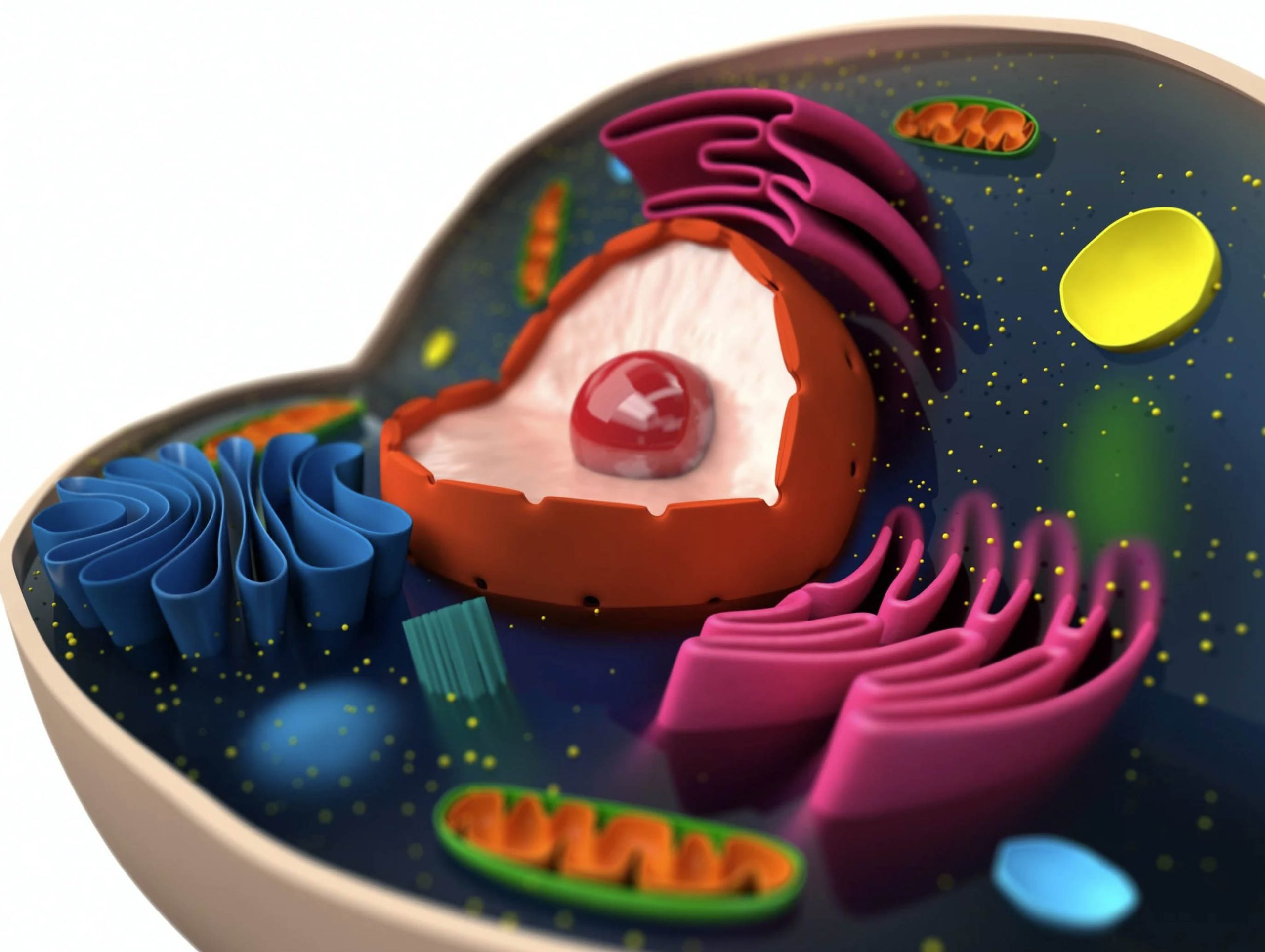 ACGrace - A 3d model of a cell.