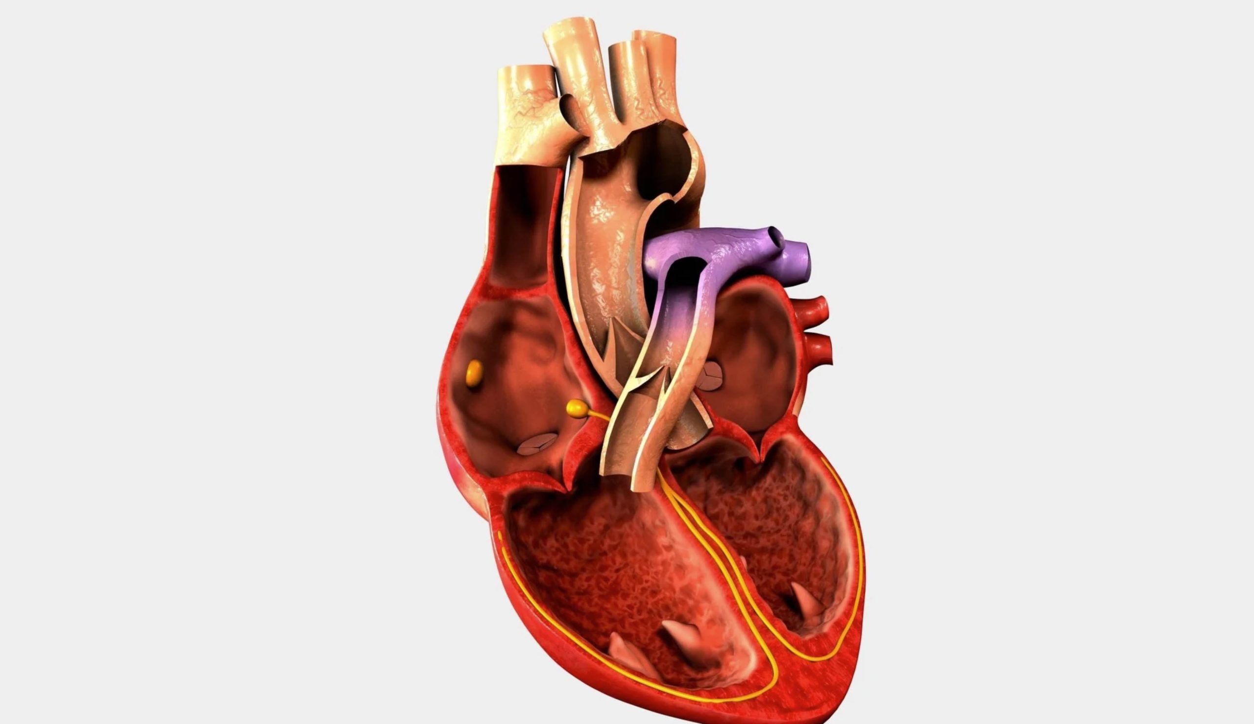 ACGrace - A 3d model of a human heart.