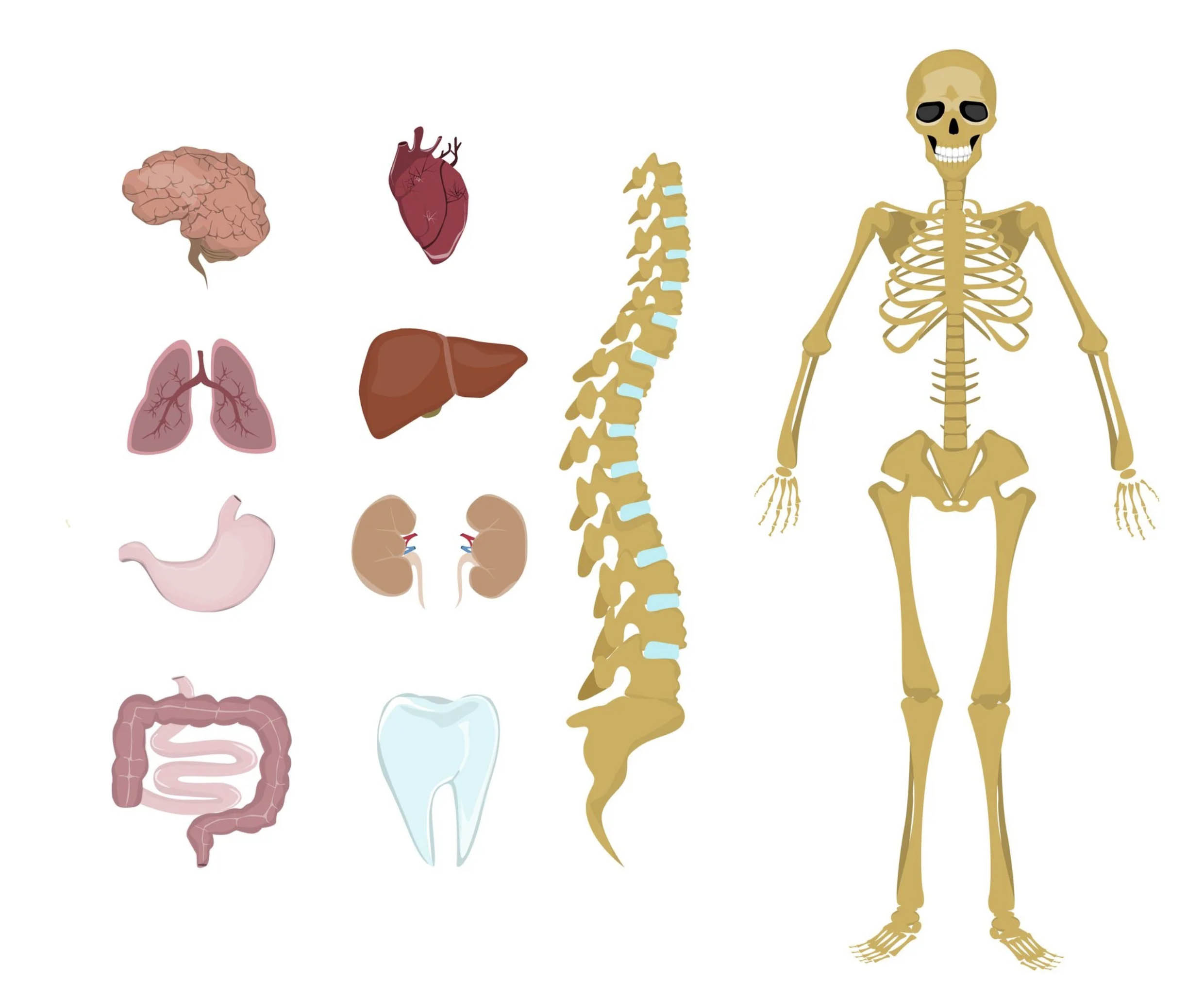 ACGrace - Skeleton and organs of the human body vector | price 1 credit usd $1.
