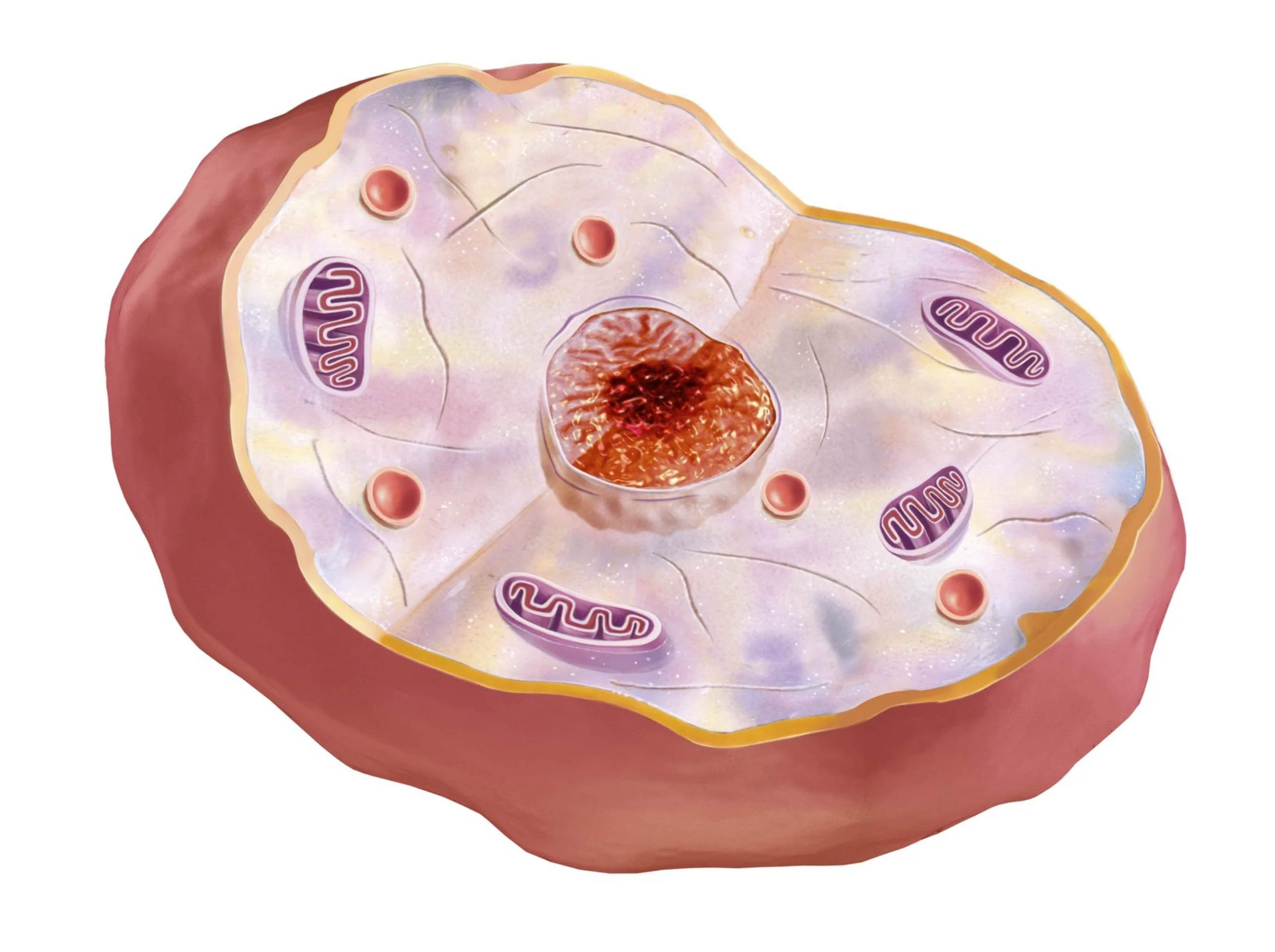 ACGrace - An illustration of a cell in a pink color.
